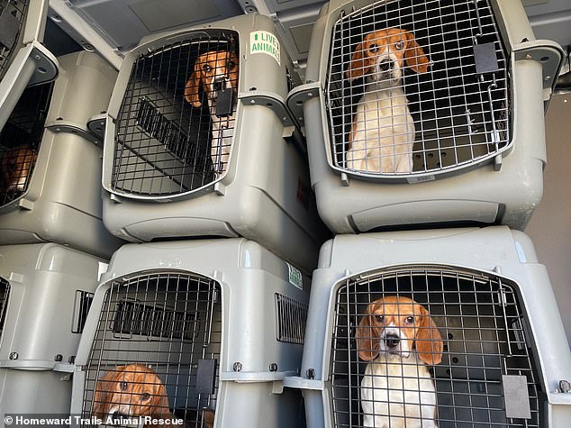 Photos taken in 2021 showed some of the rescued dogs on their way to Homeward Trails Animal Rescue.