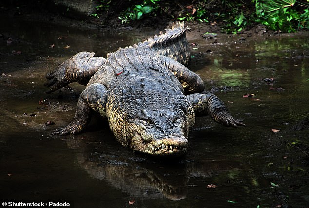 Department of Environment officers 'humanely euthanized' four-metre crocodile believed to be responsible for attack