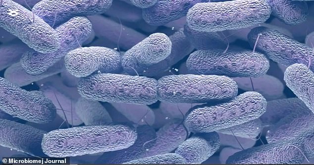 A mutated form of the E. bugandensis bacteria (pictured) was found on the ISS and developed resistance to the drugs.  The bacteria has been linked to sepsis in babies and to life-threatening infections that could cause inflammation of the inner lining of the heart's chambers and valves.