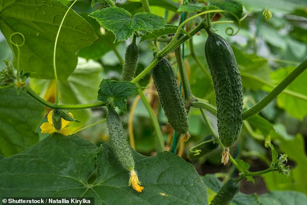 To get the most out of cucumbers, save the seeds and replant them for your own collection.
