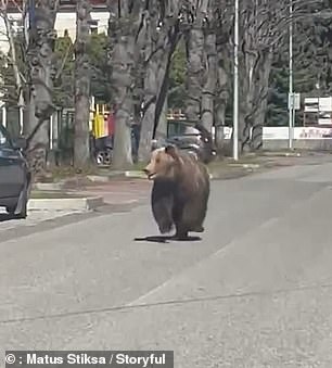 The bear has already been shot.