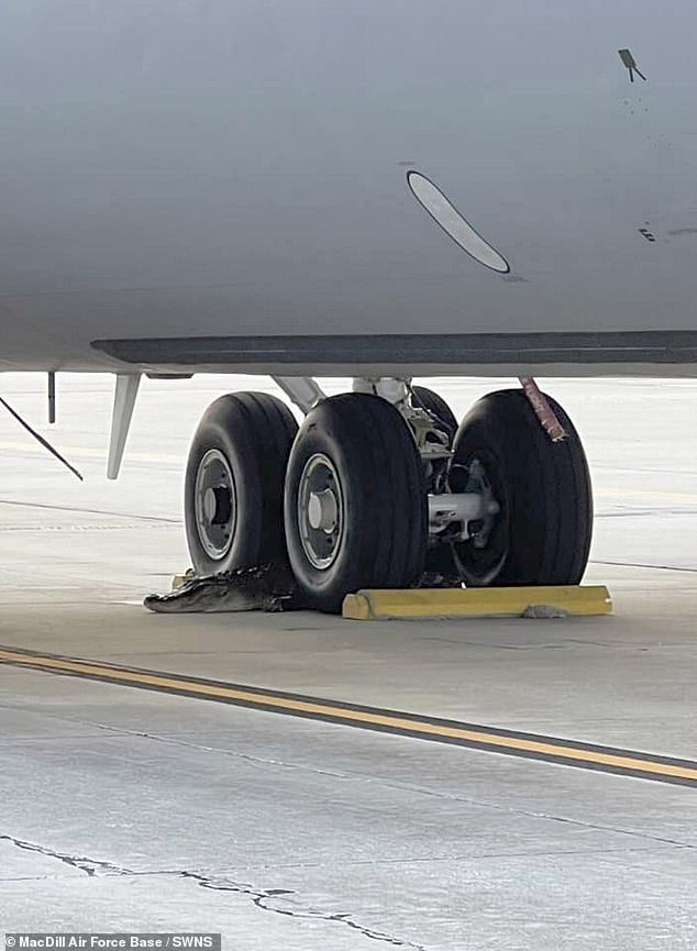 It wasn't long before the alligator made himself comfortable and nestled between the plane's colossal wheels, making the beast look pock-sized in comparison.