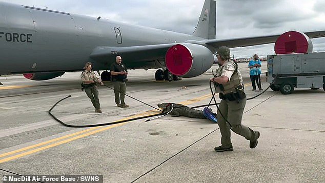 Two officers use their body weight and precise rope techniques to skillfully control the rogue reptile lurking dangerously close to the plane.