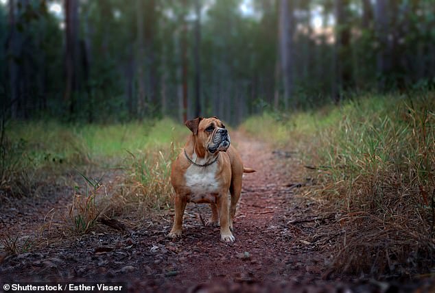 Kaylah Williams, 34, allegedly threw the Australian Bulldog (file photo) over a cliff in bushland.