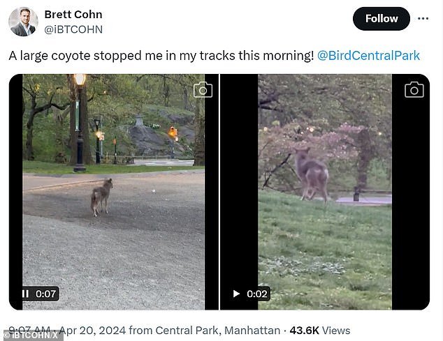 The runner captioned the videos: 'A big coyote blew me away this morning!'