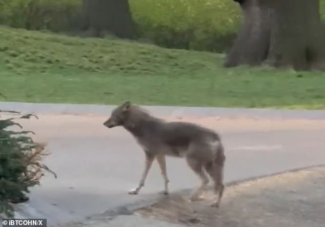 In the videos, the coyote appeared to watch the jogger carefully before turning around and crossing the sidewalk.  A wildlife authority observed that the coyote appeared to possess more 
