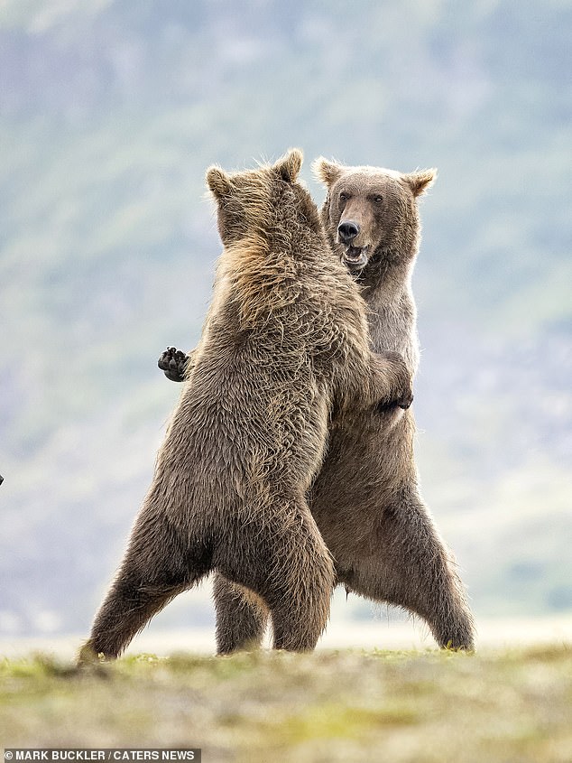 Standing in a playful fight, the snapshot shows the bears standing on two legs and fighting each other.