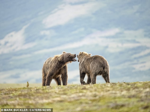 The stunning backdrop of the national park can be seen behind the two bears who appear to be growling.