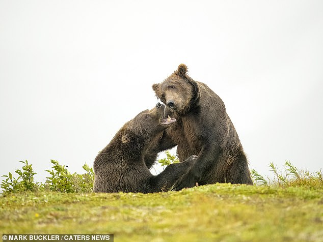 Mark Buckler, 54, caught the bears in the middle of the fight showing off his best wrestling moves.