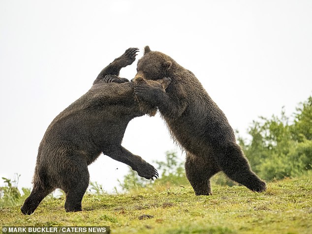 The action shot captured one bear with its paw on the other's shoulder and head while both stood on two feet.