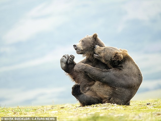 Both fell to the ground with their paws up, the bears were caught fighting together