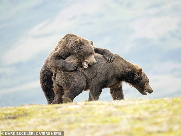 One snapshot appears to show one bear trying to piggyback the other.