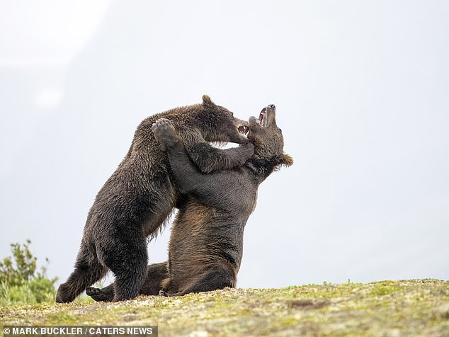 Another incredible shot shows the teeth of both bears as they continue to fight each other.