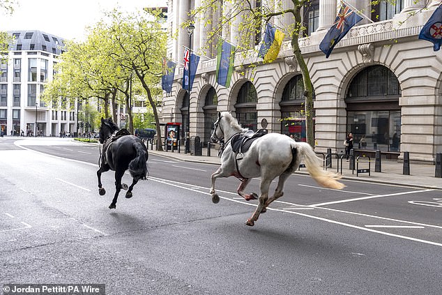 At least one soldier was injured after a frightened horse crashed into cars outside the Clermont Hotel on Buckingham Palace Road, Victoria.