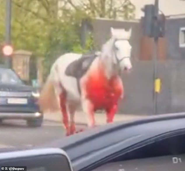 The drivers, surprised, stopped to film the passage of the blood-soaked horse.