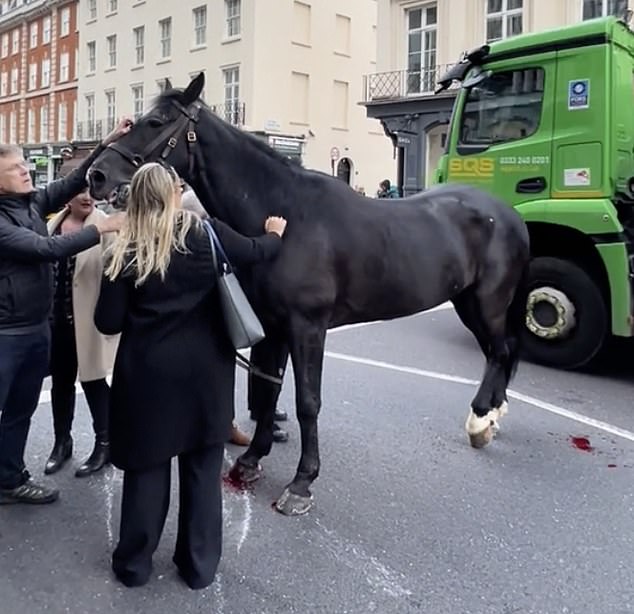 The public was seen comforting one of the horses after it got loose.  Blood was seen on the road.