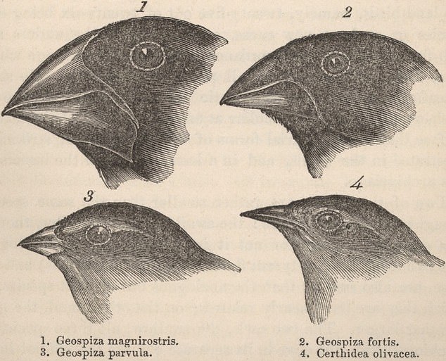 Charles Darwin's finches have become a famous example of evolution. They probably started out as the same bird, but as they adapted to their new environments, each new species developed physical characteristics that suited their survival.