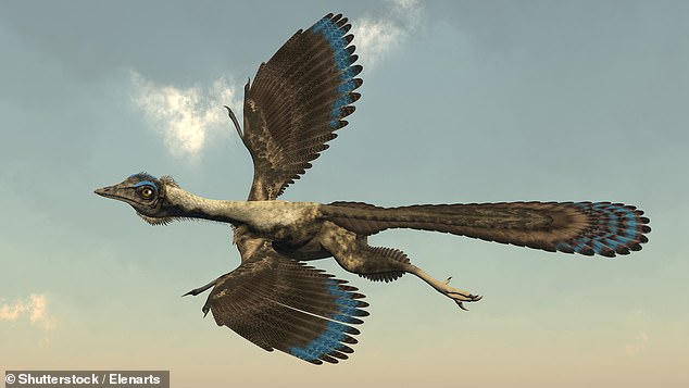 Transitional species like Archeopteryx provide strong evidence supporting the theory of evolution: This bird-like dinosaur had teeth and a tail like a dinosaur, but flight feathers and wings like a bird. Tucker Carlson ruled out transitional species as evidence of 