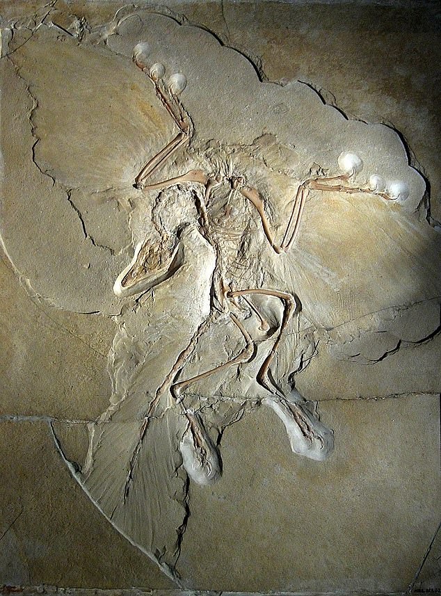 The fused clavicle of Archeopteryx provided strong evidence of its shared relationship with dinosaurs and modern birds.