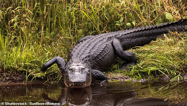 Alligator encounters and attacks have increased in recent years throughout the United States, especially in Florida and South Carolina.