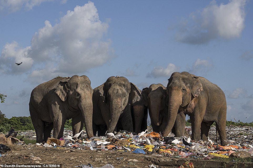 The herd of elephants can be seen rummaging through the piles of garbage while searching for food.