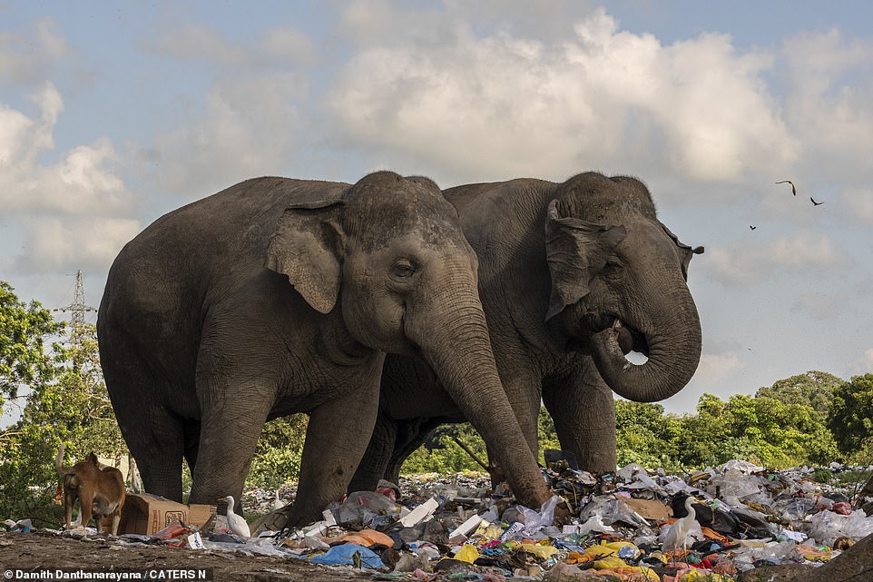 Elephants accidentally consume plastic and chemical waste, which poses a serious threat to their lives.