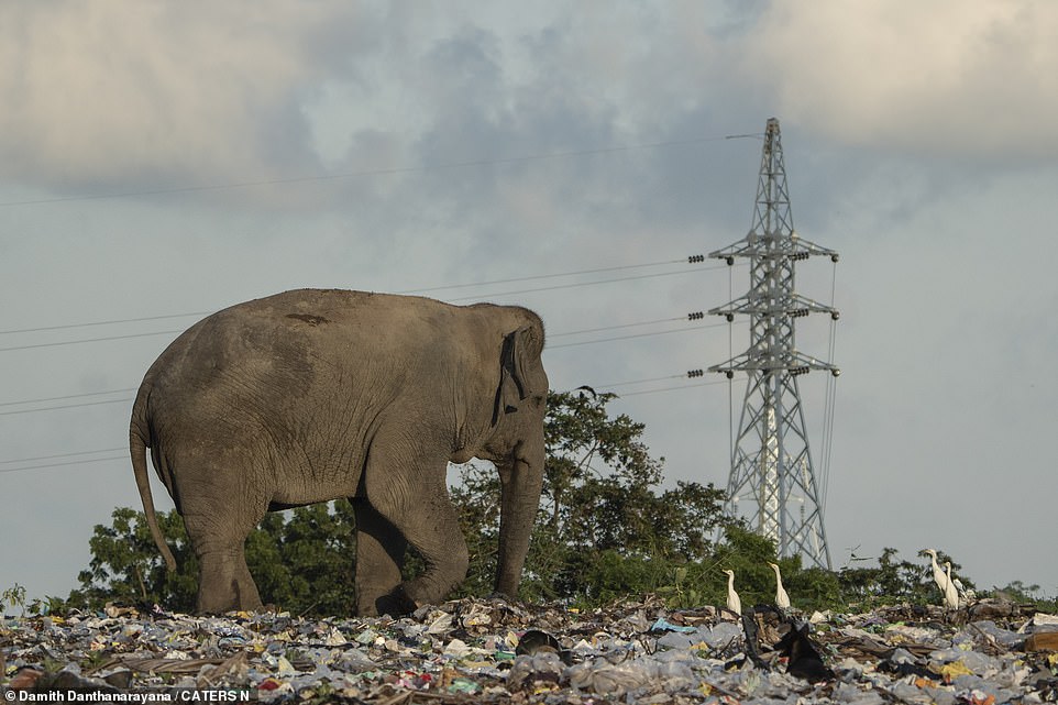 Danthanarayana said: 'Elephant-human conflicts emphasize the need for conservation and proper waste management. Immediate action is crucial to safeguard both wildlife and local communities.