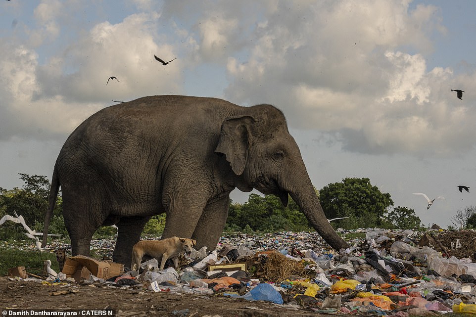 The elephant herd is not the only one that searches for food in the garbage, dogs and birds also rummage through the piles of garbage.