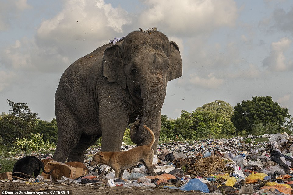 Elephants' natural habitat is shrinking and they are forced to resort to eating garbage to survive