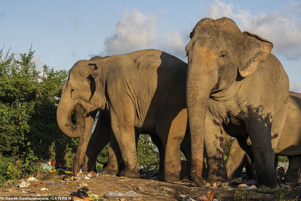 Elephants can be seen stuffing waste into their mouths in harrowing photographs taken in Sri Lanka.