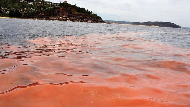 People should avoid recreational activities such as swimming, diving, kayaking, jet skiing, and fishing in areas where significant water discoloration or foam is seen (pictured).