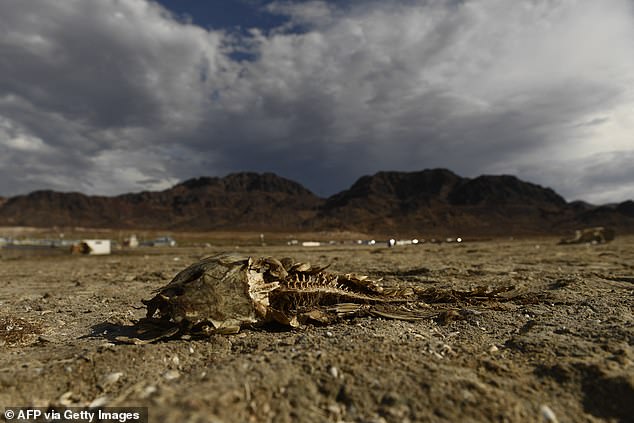 A dead fish carcass rests on dry land near the Lake Mead Marina during low water levels due to the western drought in Nevada in 2021