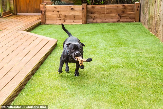 File image of a black Staffordshire bull terrier dog running and playing on artificial grass in a garden, the preferred surface for a dog