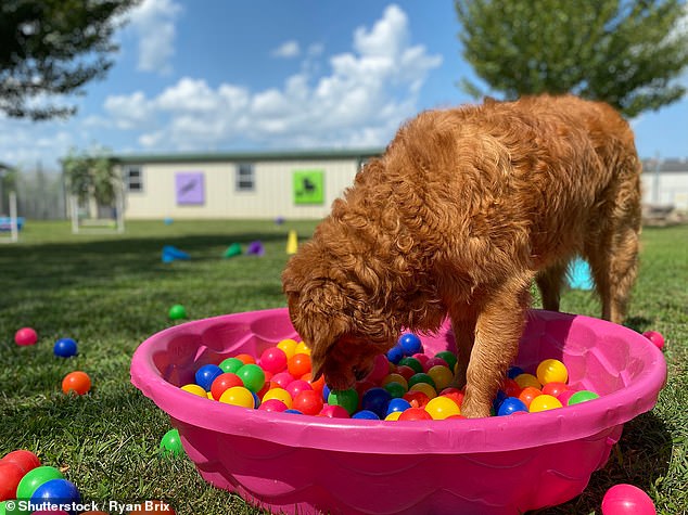 File image of a golden retriever dog playing in a pool of colored balls.  Qualified vet explains how creating a dedicated play area where your pet can thrive will stimulate and preoccupy them