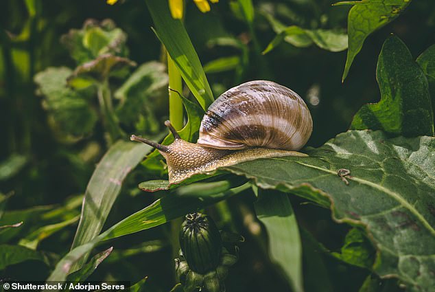 We all know that certain wild animals can be harmful to our pets, but did you know that removing them can also be problematic?  The photo above is a stock image of a snail, which can cause lungworm disease in your pets.