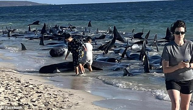 A Parks and Wildlife spokesperson said they knew people wanted to help, but asked that they not attempt to rescue the whales without direction from DBCA staff, because it could cause further injury and distress to the animals and hinder a coordinated rescue effort. .