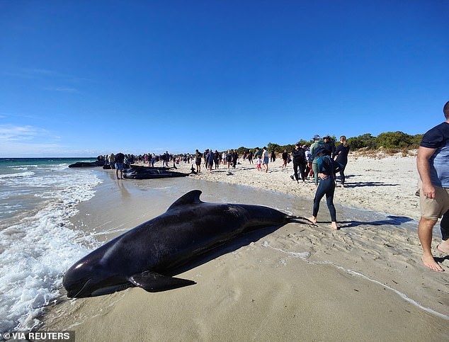 The whales were stranded in Toby's Inlet, near Dunsborough.