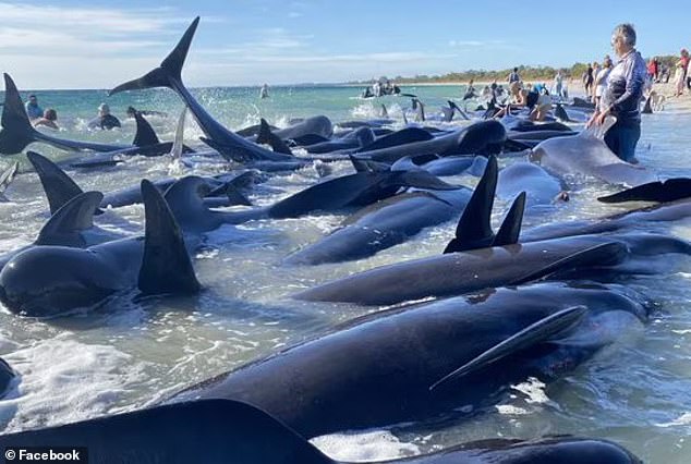 The whales became stranded in Toby's Inlet, near Dunsborough, about 243 kilometers southwest of Perth.