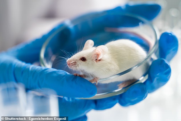 The study was carried out in two groups of 20 mice.  All of the mice that lost weight before being vaccinated survived a brush with the flu, but those that didn't diet did not.