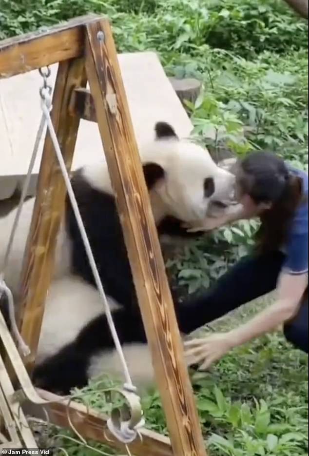 The pandas appear to be biting the zookeeper and scratch marks could be seen on her shoulder after the attack.