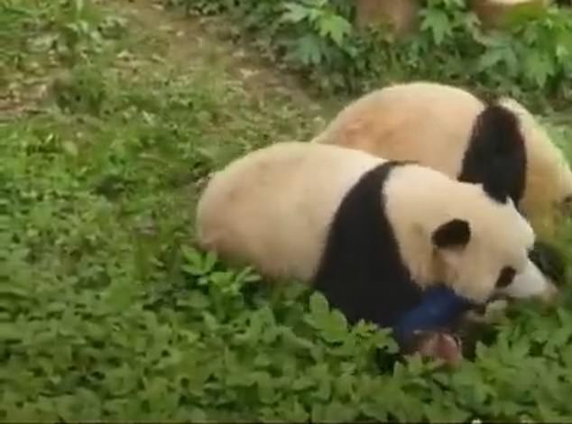 The terrified woman was buried under the two giant pandas that were biting her.