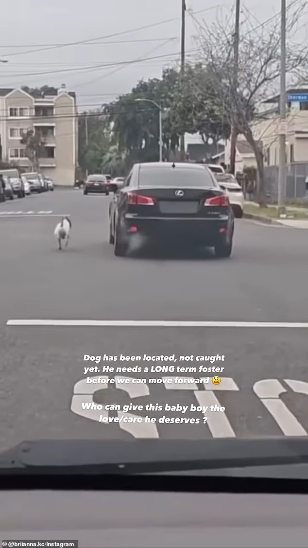 The dog chases the car through a stop sign
