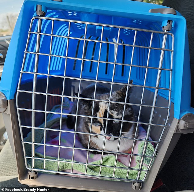 Galena was found in an Amazon warehouse in Los Angeles after sneaking into her owner's return package and traveling for six days.