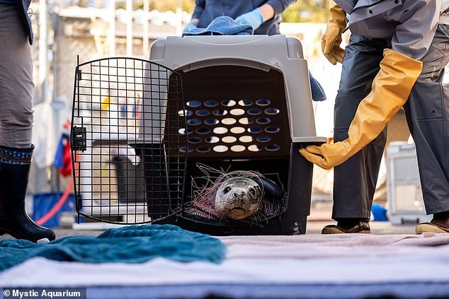 Distressing footage shows the seal barking in pain as the Aquarium's marine specialists worked to free it from the thick rope and net.