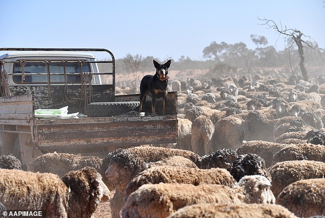 Mark Chapman, tax communications director at H&R Block, said a farmer who uses a dog to herd sheep and a business that needs security could claim the animal as a tax deduction (pictured, a kelpie working at Langawirra Station at north of Broken Hill).