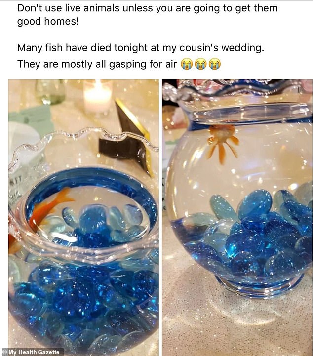 A guest criticized a bride for incorporating live decorations on the table, which were suspected to be dead after the ceremony.