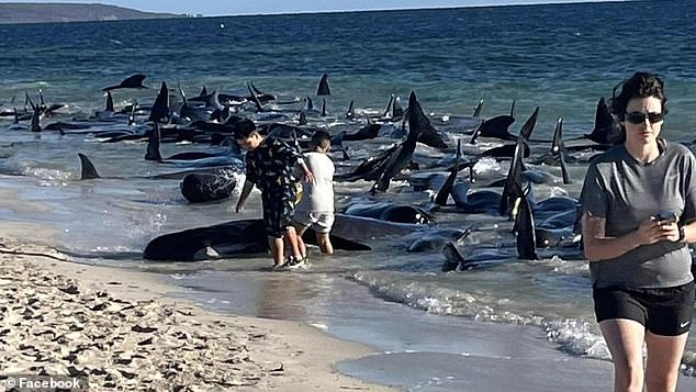 Four pods of whales spread over 500 meters of beach on Thursday