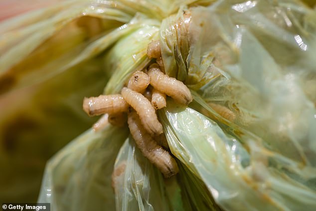 A person can accidentally consume maggots if they eat or drink rotten produce infested with fly eggs and larvae.