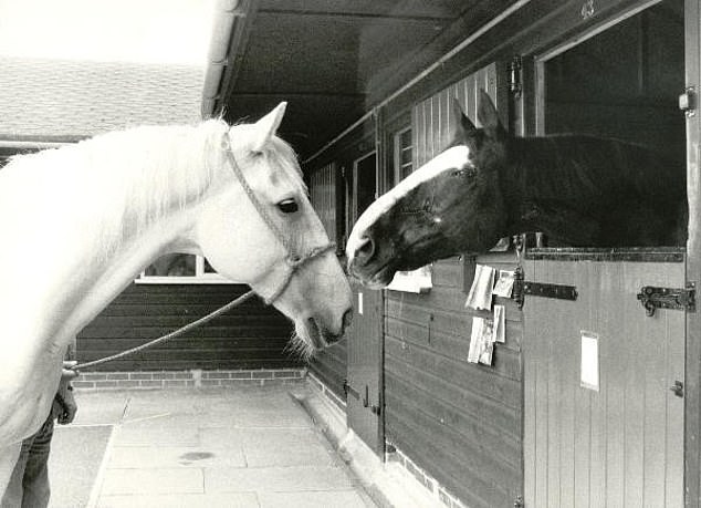 Pictured are two of the three surviving horses from the Hyde Park and Regent's Park attacks at the sanctuary.