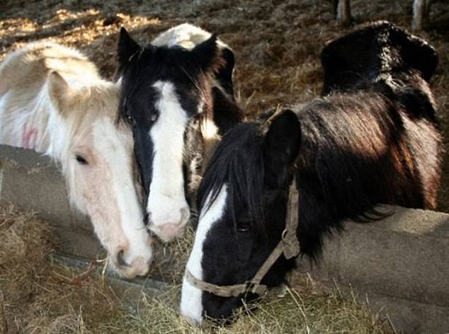 Horses recovering at the Horse Trust.  The charity is highly regarded for its care of animals.